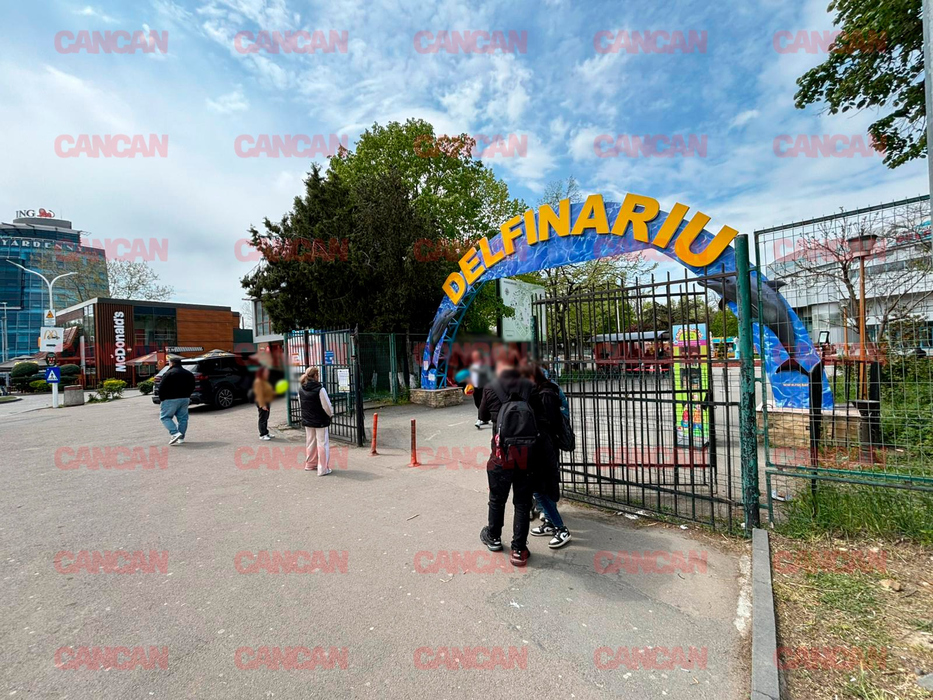 Cât costă un bilet la Delfinariu din Mamaia? Un adult trebuie să plătească aproape 75 de lei pentru a lua parte la o demonstrație