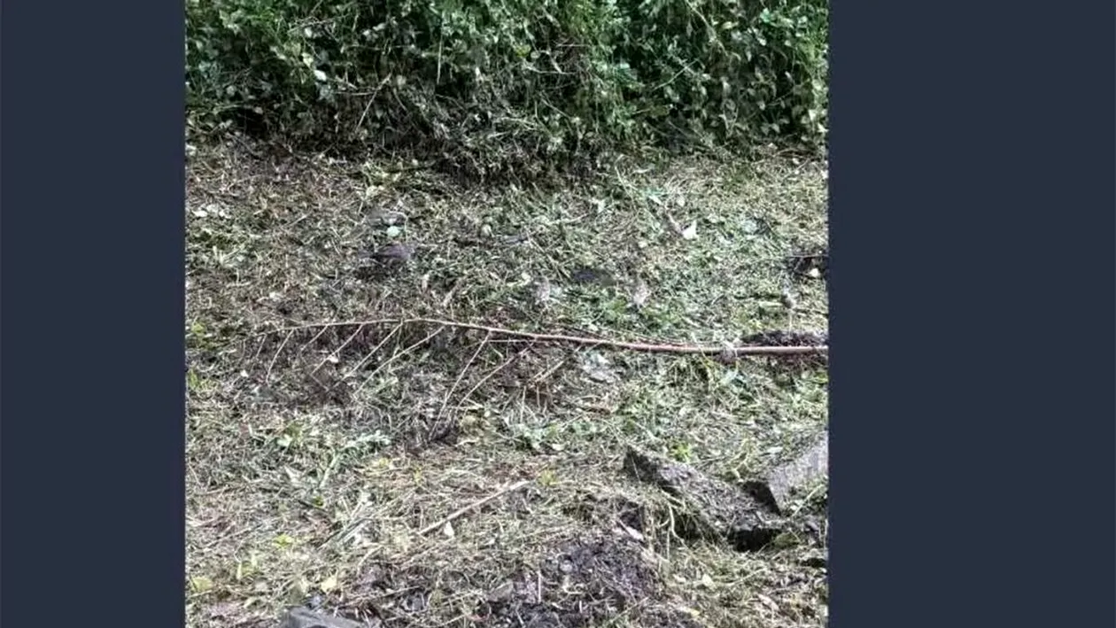 Test IQ exclusiv pentru genii | Găsiți toate cele 6 păsări ascunse în această iluzie optică virală