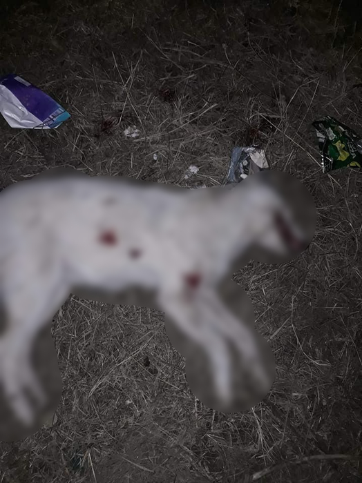 Caz înfiorător în comuna Vernești, județul Buzău. Un cățel a fost ciuruit de gloanțe | FOTO