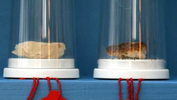 O cafenea vinde resturile de la masa vedetelor