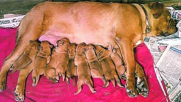 Hotilor li s-a pus pata pe patrupede! Caini de 11.000 de de euro, rapiti