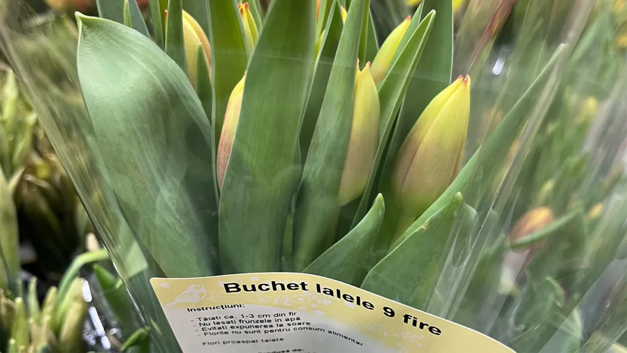 Cu câți lei se vinde un buchet cu 9 lalele în Kaufland, azi, de Ziua Femeii. Românii au crezut că nu văd bine