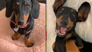 Povestea lui Valerie, teckelul pitic care s-a rătăcit 529 de zile în SĂLBĂTICIE! Cum a reușit să supraviețuiască