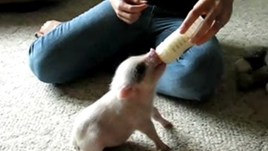 VIDEO Cel mai adorabil purcelus pe care l-ai vazut vreodata! Uite-l pe Hamlet cum suge din biberonul cu lapte! Da-l pe Facebook sa nu-l transforme stapanul in friptura!