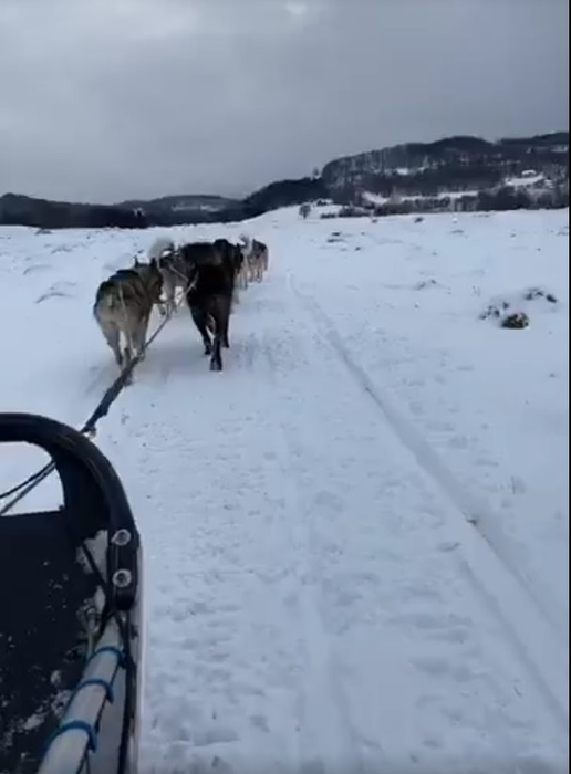 Câinii trag la sanie în Maramureș, ca la Polul Nord