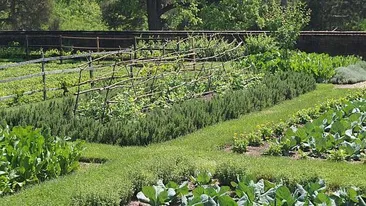 Leguma „Rareș”, scoasă la vânzare. De ce este foarte rară și cât costă un kilogram