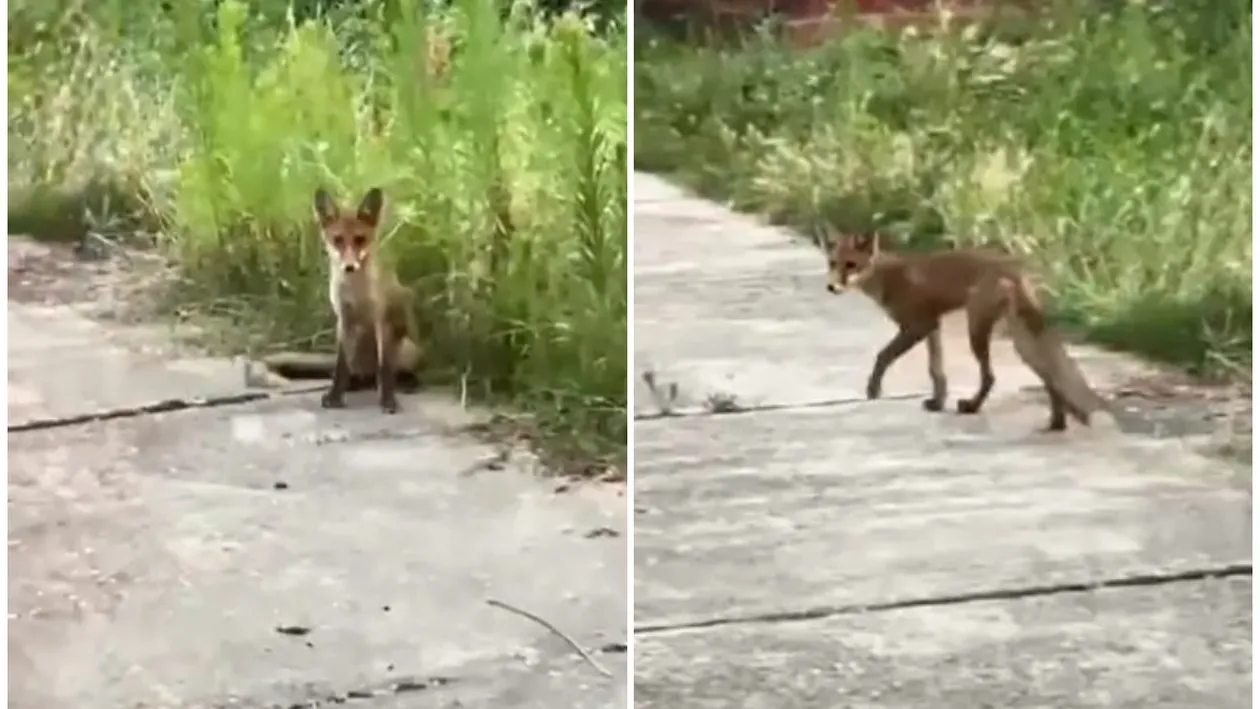 Scene ireale într-un parc din Arad, în plină zi. O femeie a fost mușcată de un șacal, în timp ce încerca să-și salveze câinele