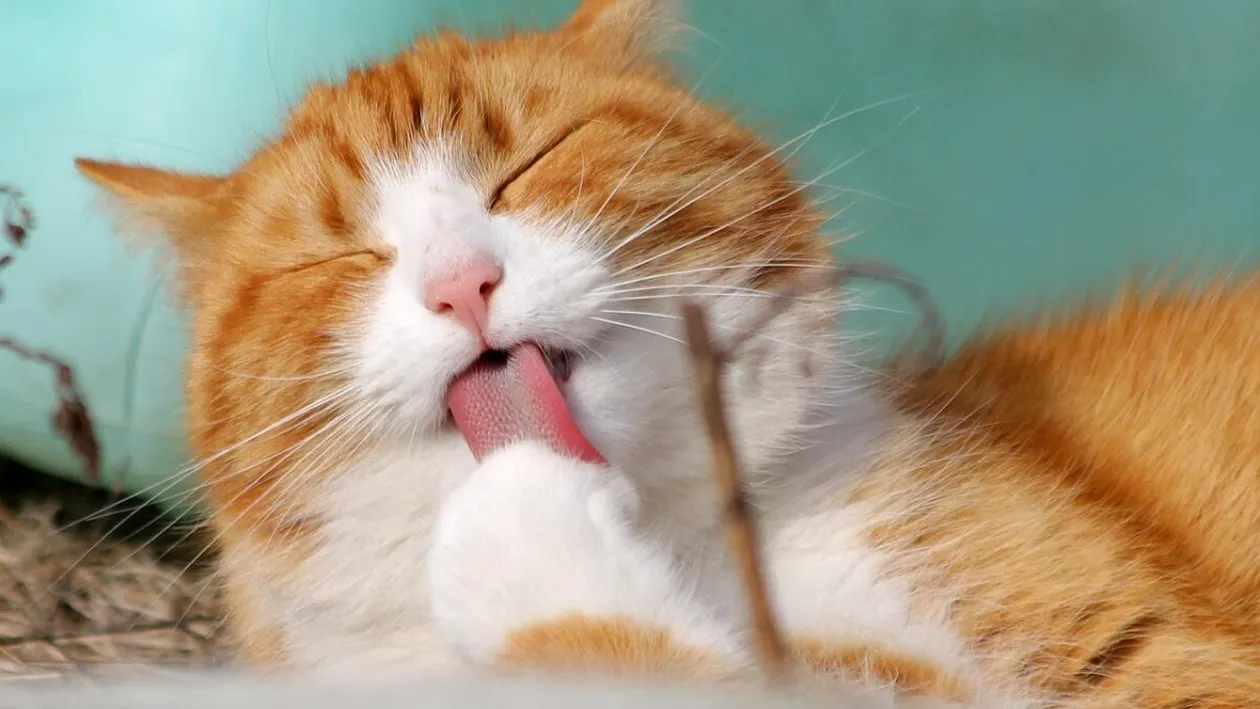 Câte calorii poate mânca pisica ta în fiecare zi