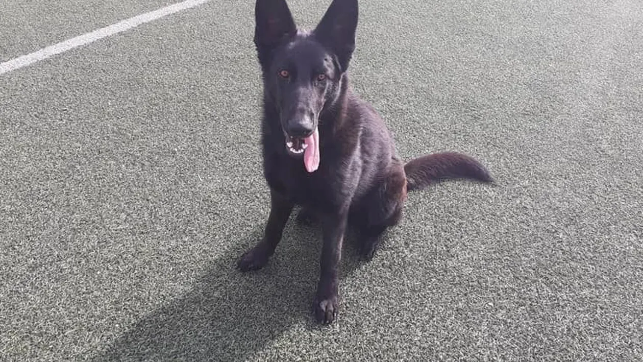 Gruparea Mobilă de Jandarmi şi-a achiziţionat trei câini de serviciu