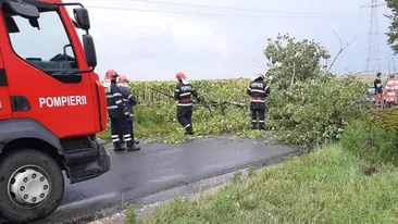 Vijelie de proporții în Teleorman: copaci doborâți, drumuri blocate