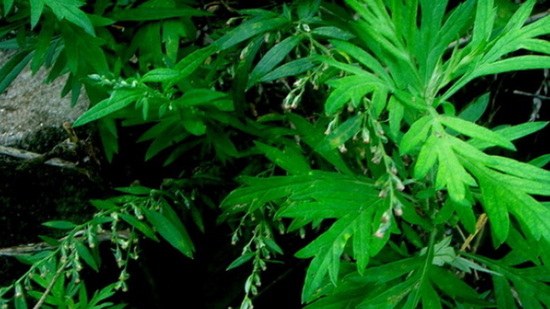 O planta aparent banala poate distruge 98% din celulele canceroase in doar 16 ore! Cu ce trebuie sa o combini