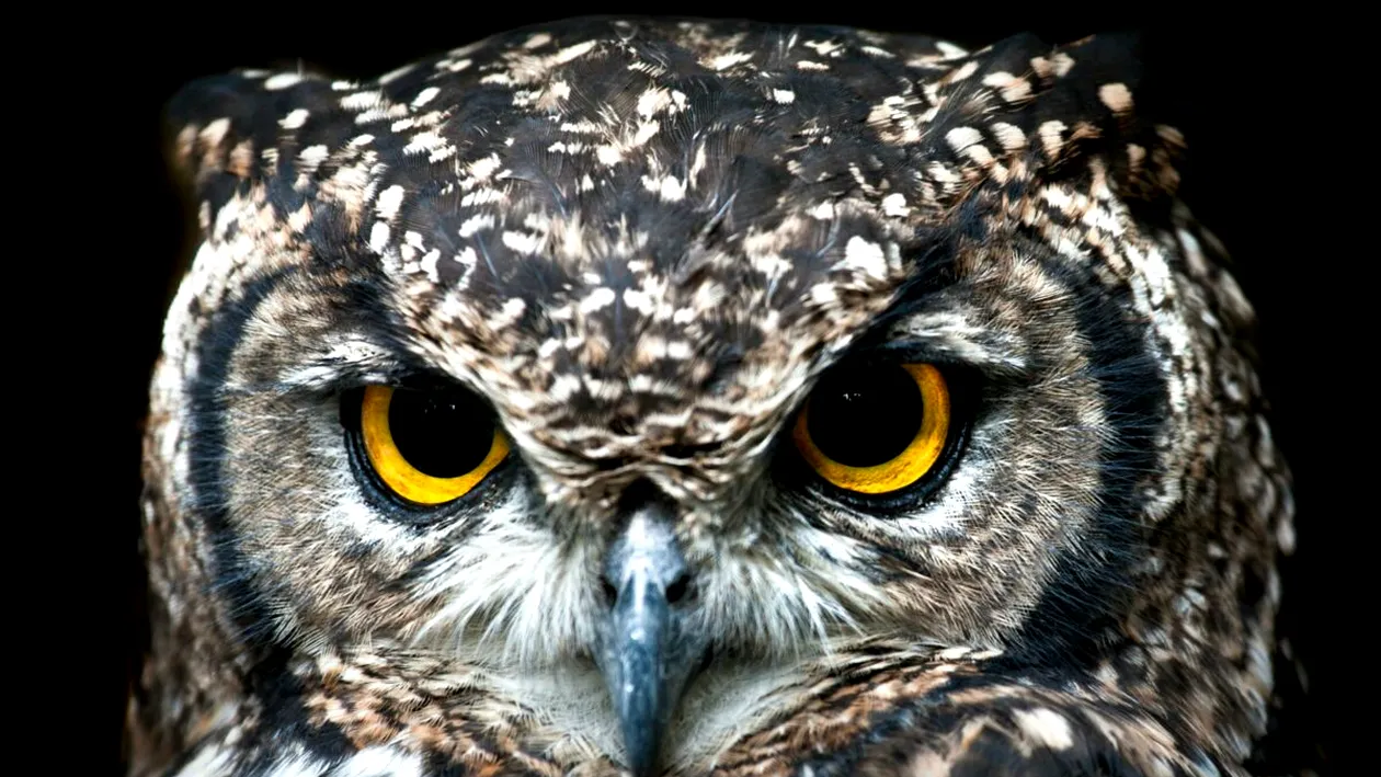 Privirea care îți dă fiori: ce încearcă să spună, de fapt, o bufniță când te fixează cu ochii