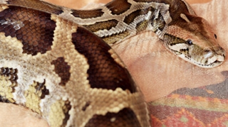 Politistii cauta un sarpe boa de trei metri si 20 de kilograme!