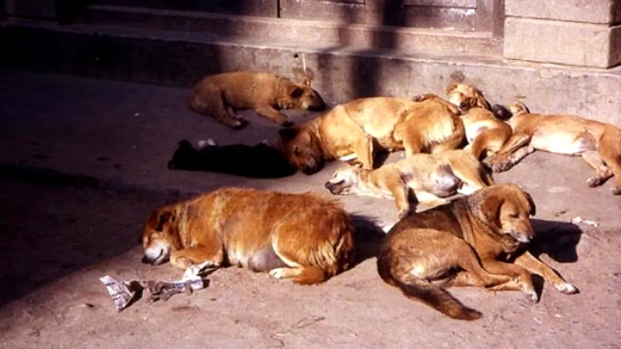Propunerea primarului Capitalei i-a infuriat! Bucurestenii protestează impotriva eutanasierii câinilor maidanezi