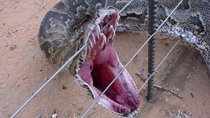Un PITON a scapat dintr-un magazin de animale. Ce s-a intamplat dupa a ingrozit un intreg oras din Canada