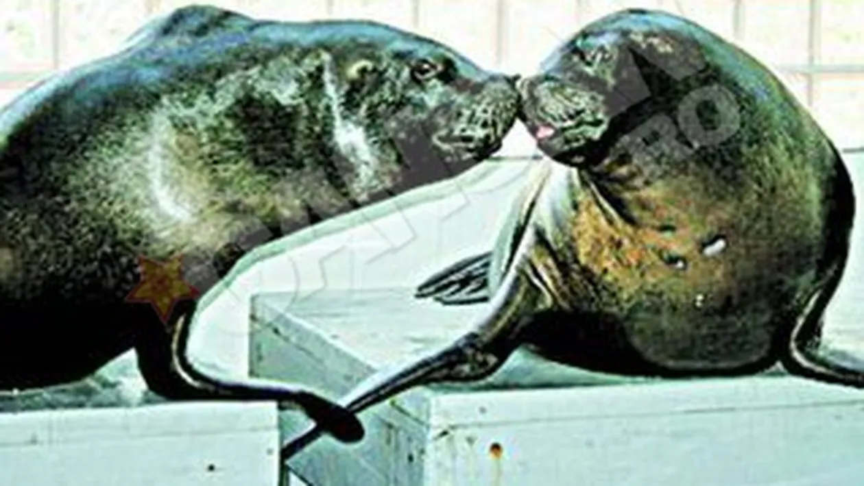 Veteranii Delfinariului din Constanta sunt trecuti pe linie moarta. Leii de mare John si Lorry, scosi la pensie!