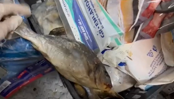 Pește fără dată de expirare. Foto: TikTok