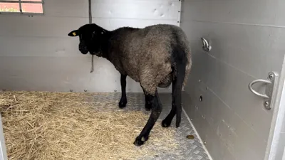 Un român din Germania sacrifica oi într-un apartament închiriat. Animalele erau furate dintr-un parc natural