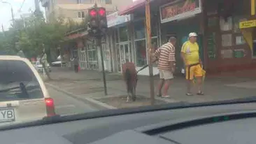 Caz INCREDIBIL la Targoviste! Ce face acest barbat in centrul orasului cu un cal!