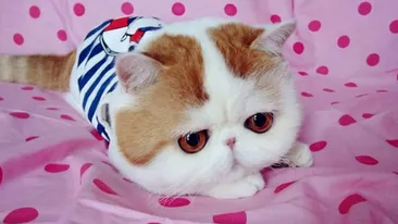 Garantăm că ti-o vei dori acasă! Uite cum arată cea mai simpatică pisică de pe internet! Sute de mii de oameni sunt topiti dupa ea