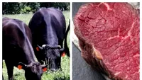 Cât costă un kilogram de carne de vită Wagyu. Un fermier din România a dat lovitura cu cea mai scumpă bovină din lume