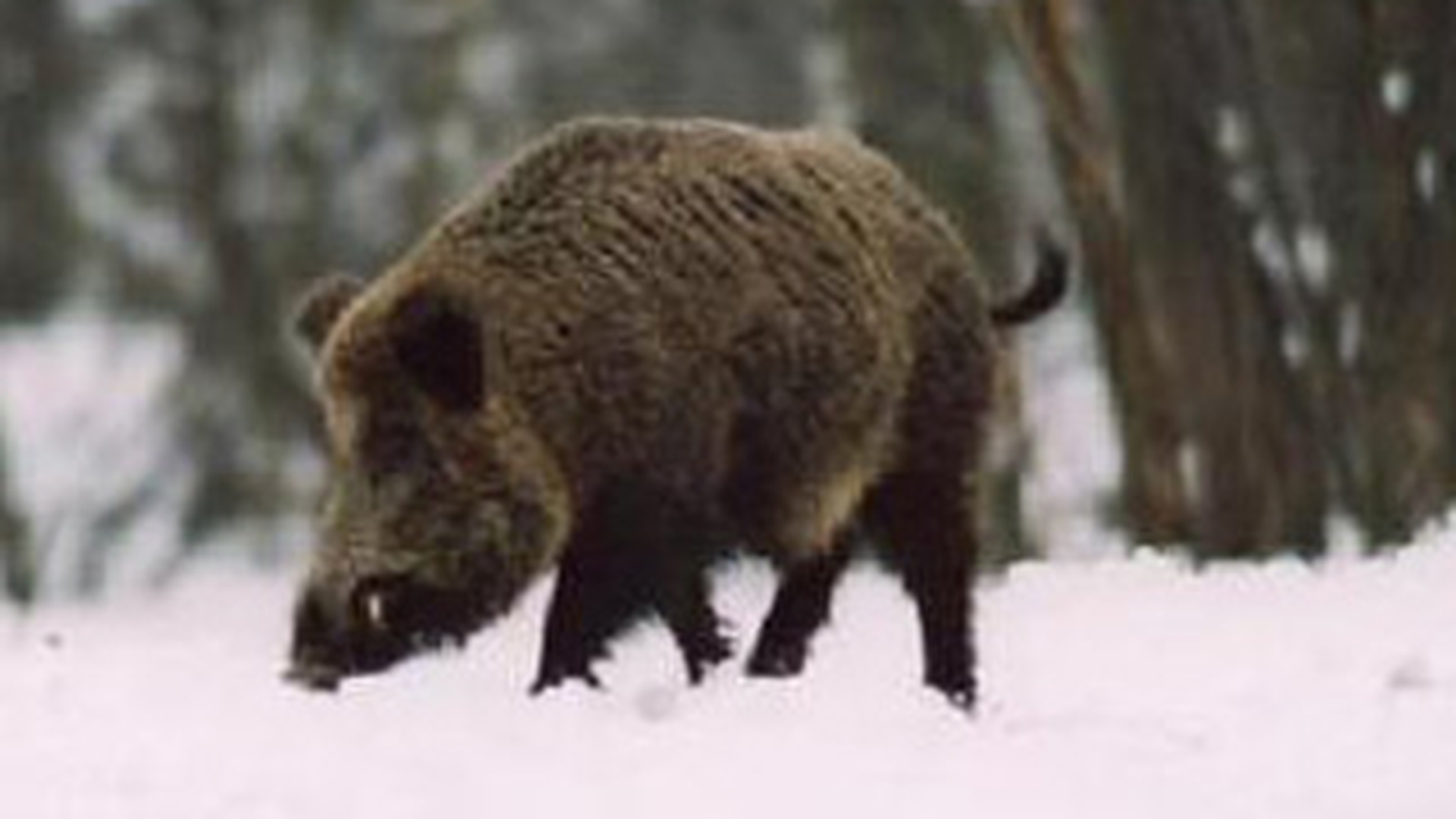Doi barbati au fost atacati de mistret in timp ce isi deszapezeau curtea!