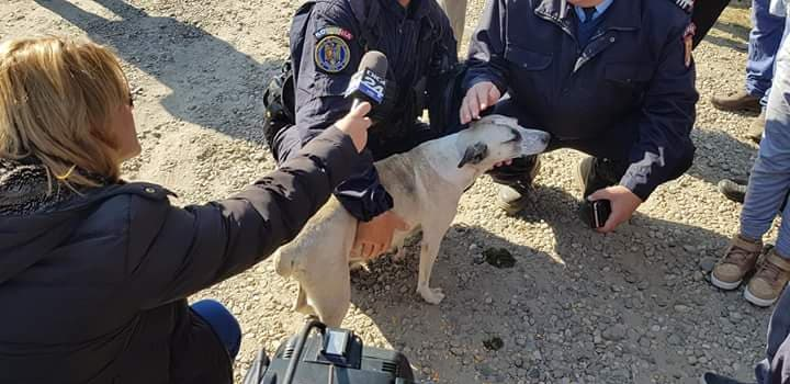 Cățelușa care a încălzit toată noaptea copilul dispărut din Rast a devenit celebră pe internet