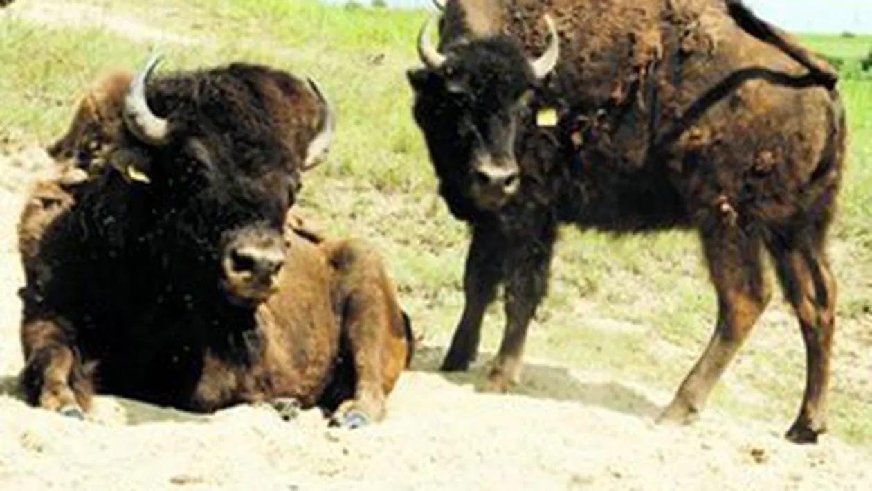 Un sibian face bani din bizoni