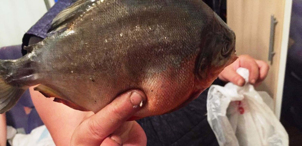 Alertă în Maramureş, după ce au fost găsiți pești Piranha într-un lac
