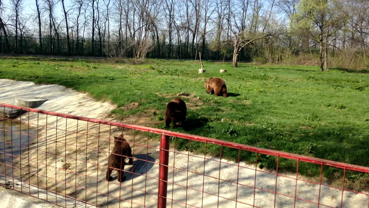 Fiara lui Nutu a patit-o! Uite cum a reusit ursoaica de la Zoo Ploiesti sa bage spaima in Baloo al Camatarilor!