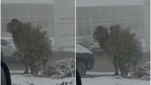 Imaginile virale ale zilei | Cămila din Cluj-Napoca, la un „popas”. A stârnit un val de reacții: „Explică asta băieților de la asigurări, în caz de ceva”