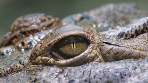 Noroc chior pentru un australian de 65 de ani. A mușcat de pleoapă un crocodil care îl atacase. Ce a urmat