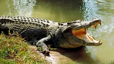 Tu ai creşte un crocodil în curtea casei? Această femeie a făcut-o!