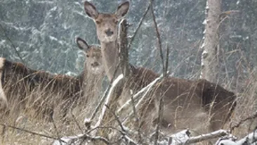 Alte 20 de caprioare moarte au mai fost gasite pe terenul societati comerciale din Arad!