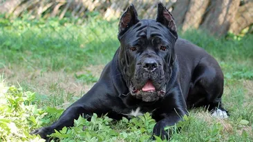 Cei mai buni câini de pază. Rasele paznicilor patrupezi care sfâşie ”duşmanul”