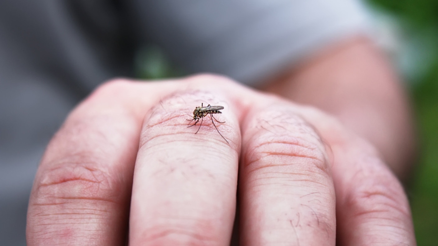 Un bărbat din Galați, infectat cu virusul West Nile. Recomandările de urgență ale doctorilor