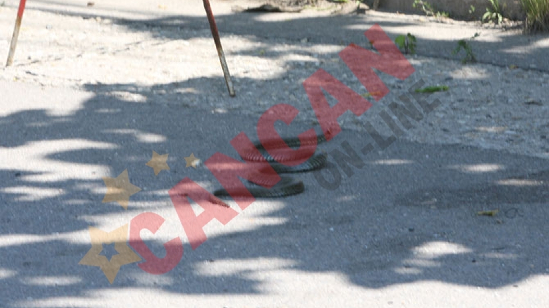 Reptila fotografiata printre vilele din cartierul Pipera