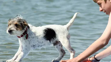 Ted, catelul care face surf