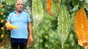Fermierii olteni s-au reorientat! Cultivă roșia-ciocolată, vinetele șatirate sau Momordica din Nepal