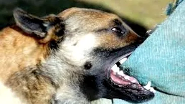 Cutremurător! S-a întâmplat la Timişoara! O femeie a rămas fără mâini după ce a hrănit câinele din curte