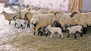 De Paste vom avea miei multi si mari!