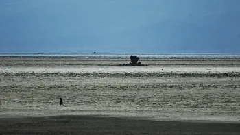 Lacul care transformă păsările în stană de piatră. De ce apa ia viața unor animale