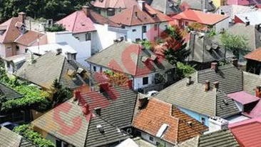 Damaroaia vine de la Domain Royal