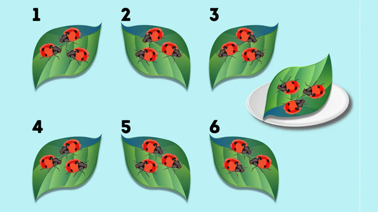 Test de inteligență | Care dintre aceste 6 frunze e la fel ca frunza din farfurie?