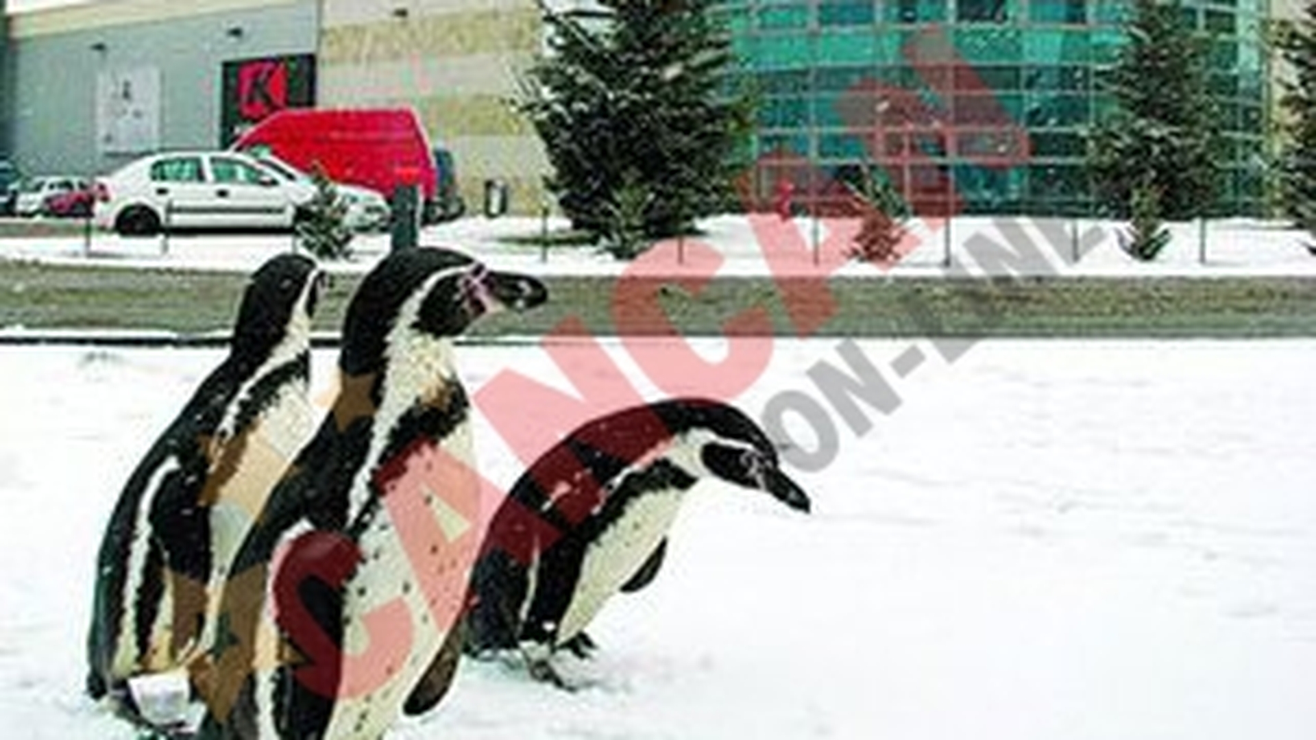 Pinguini pe strada!