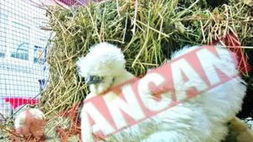 Un bucurestean creste in ograda gaini cu blana