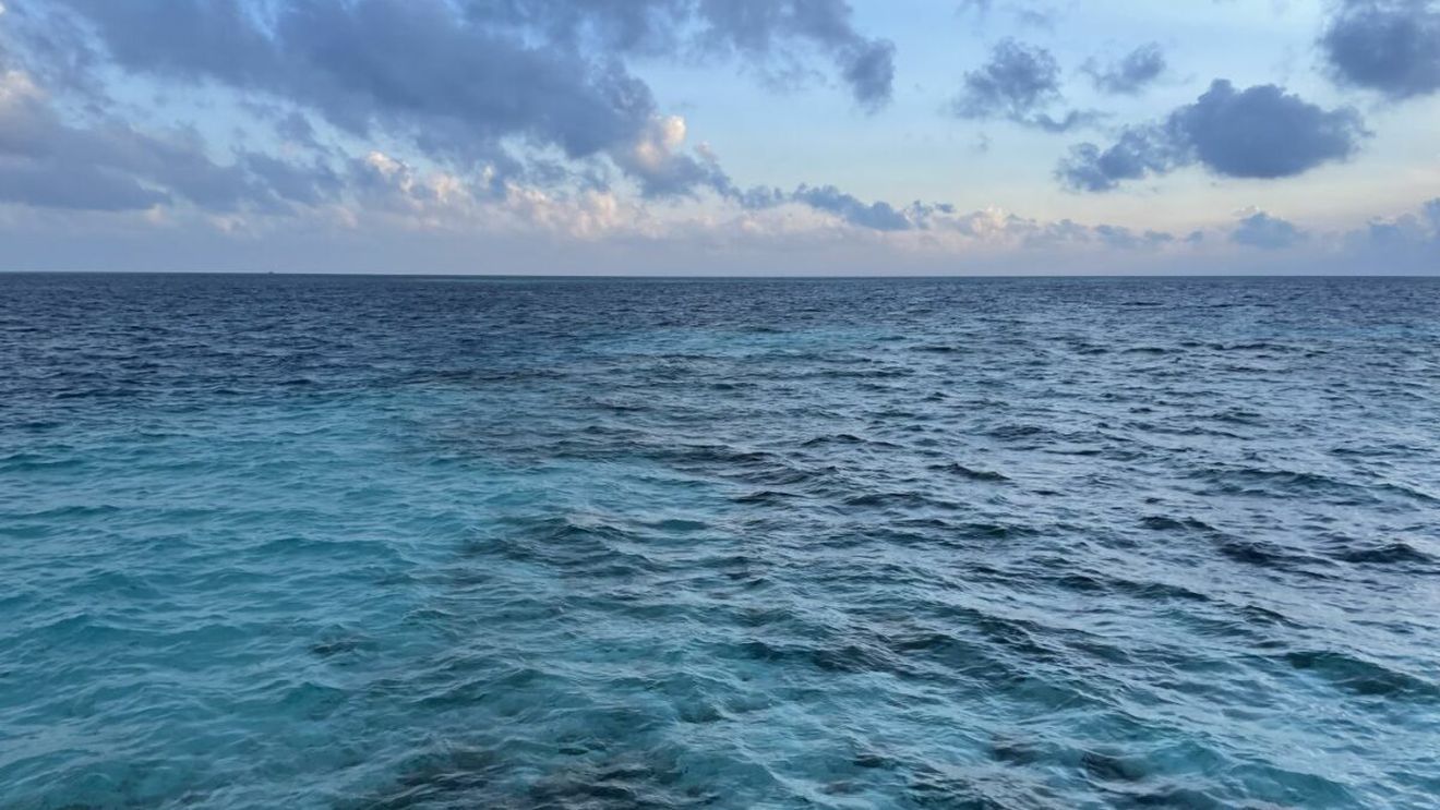 Animalul de pe Terra care își ține respirația timp de 137 de minute. I-a uluit total pe cercetători