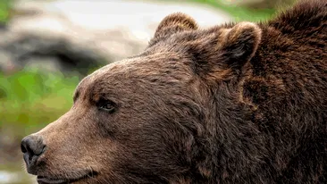 BREAKING! Încă o persoană a fost atacată de urs! În ce stare e bărbatul din Argeș