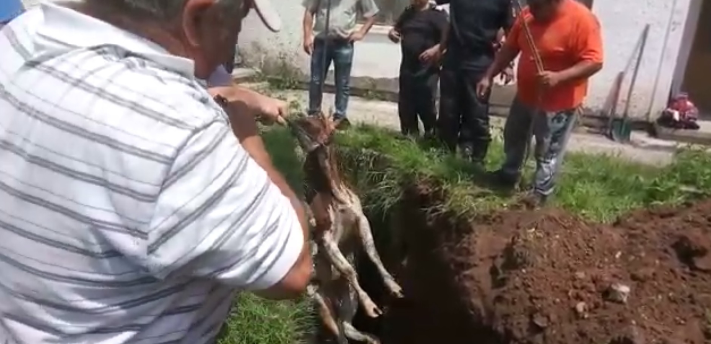Pompierii s-au chinuit minute bune să scoată vaca din canal