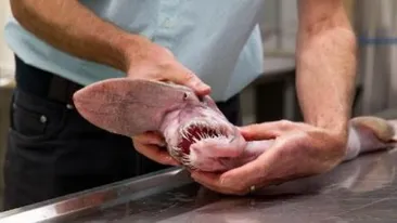 Seamana cu ALIEN si doar 4 astfel de exemplare au fost vazute in ultimii 30 de ani! Ce este creatura din imagine